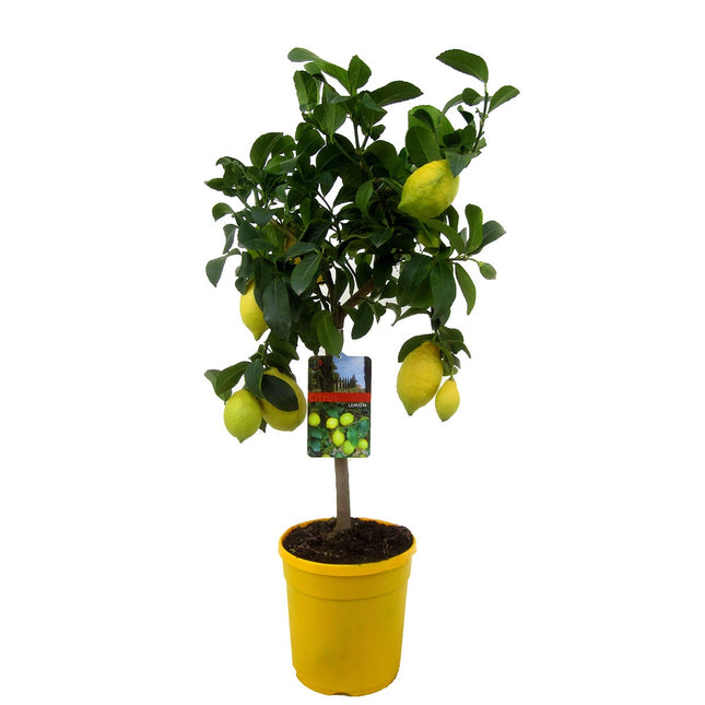 Citrus Limon tree - ↑ 60-70 cm - Size Ø 19 cm
