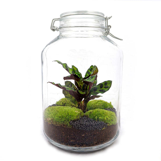 Jar Terrarium Kit • Calathea • Ecosystem with plants • ↑ 28 cm