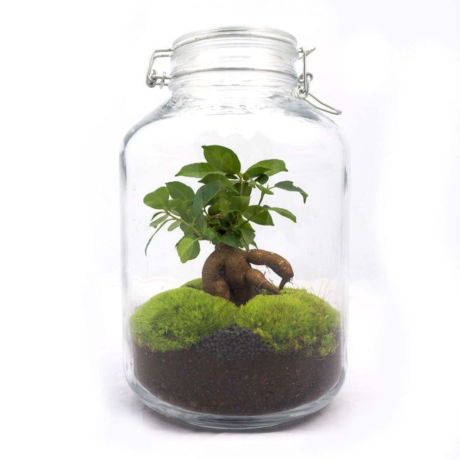 Jar Terrarium Kit • Ficus Ginseng bonsai • Ecosystem with plants • ↑ 28 cm