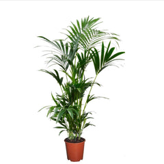 Collection image for: All houseplants