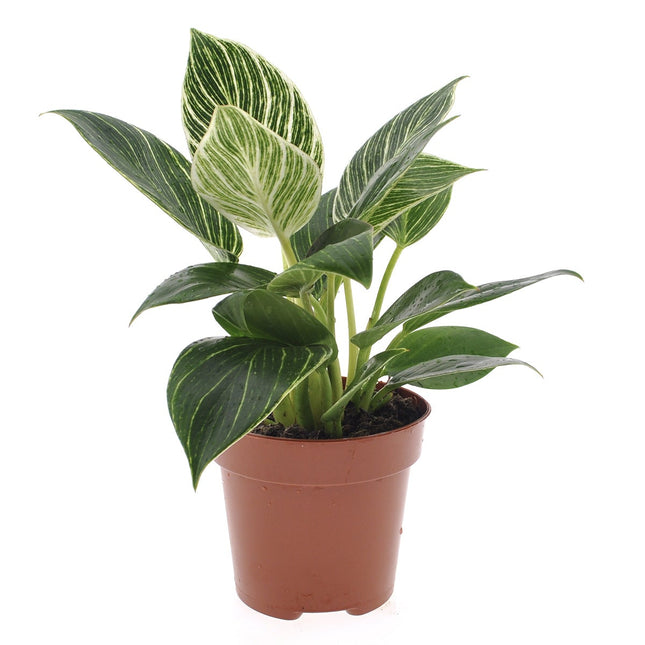 Philodendron White Wave  - ↑ 20-30 cm  - Size Ø 12 cm