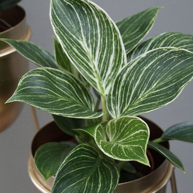 Philodendron White Wave  - ↑ 20-30 cm  - Size Ø 12 cm