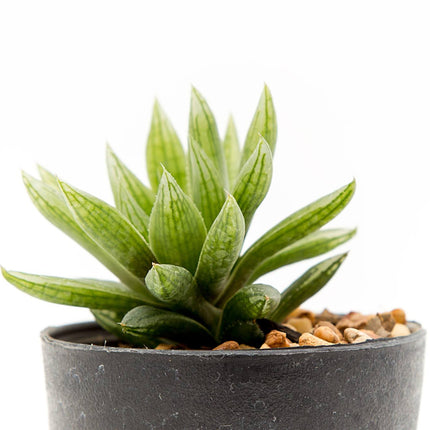 Pot with artificial plant