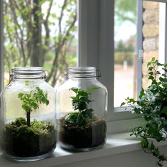 Collection image for: DIY Jar Terrariums
