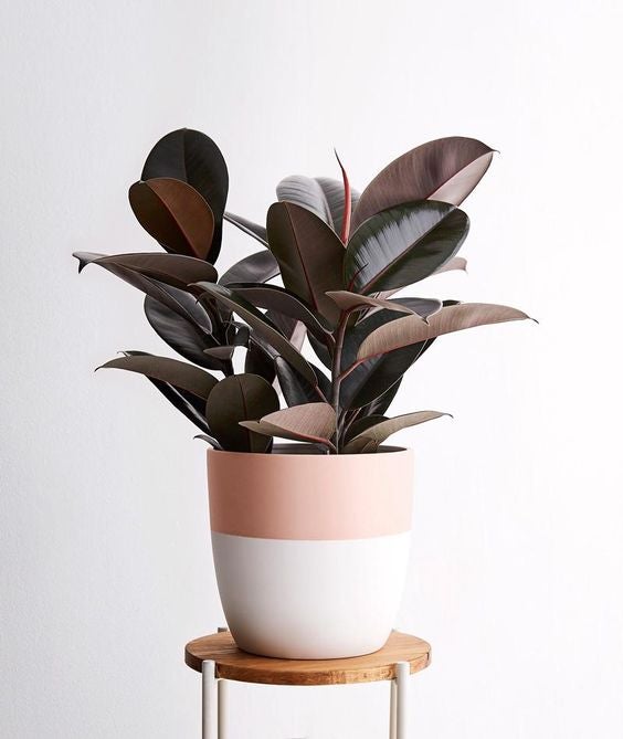 Ficus Elastica ‘Abidjan’ XL - ↑ 80-100 cm  - Size Ø 24 cm