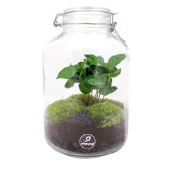 Collection image for: All plants terrariums