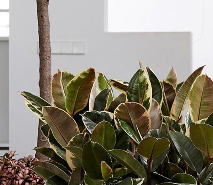 <h1>Plants & Garden</h1>